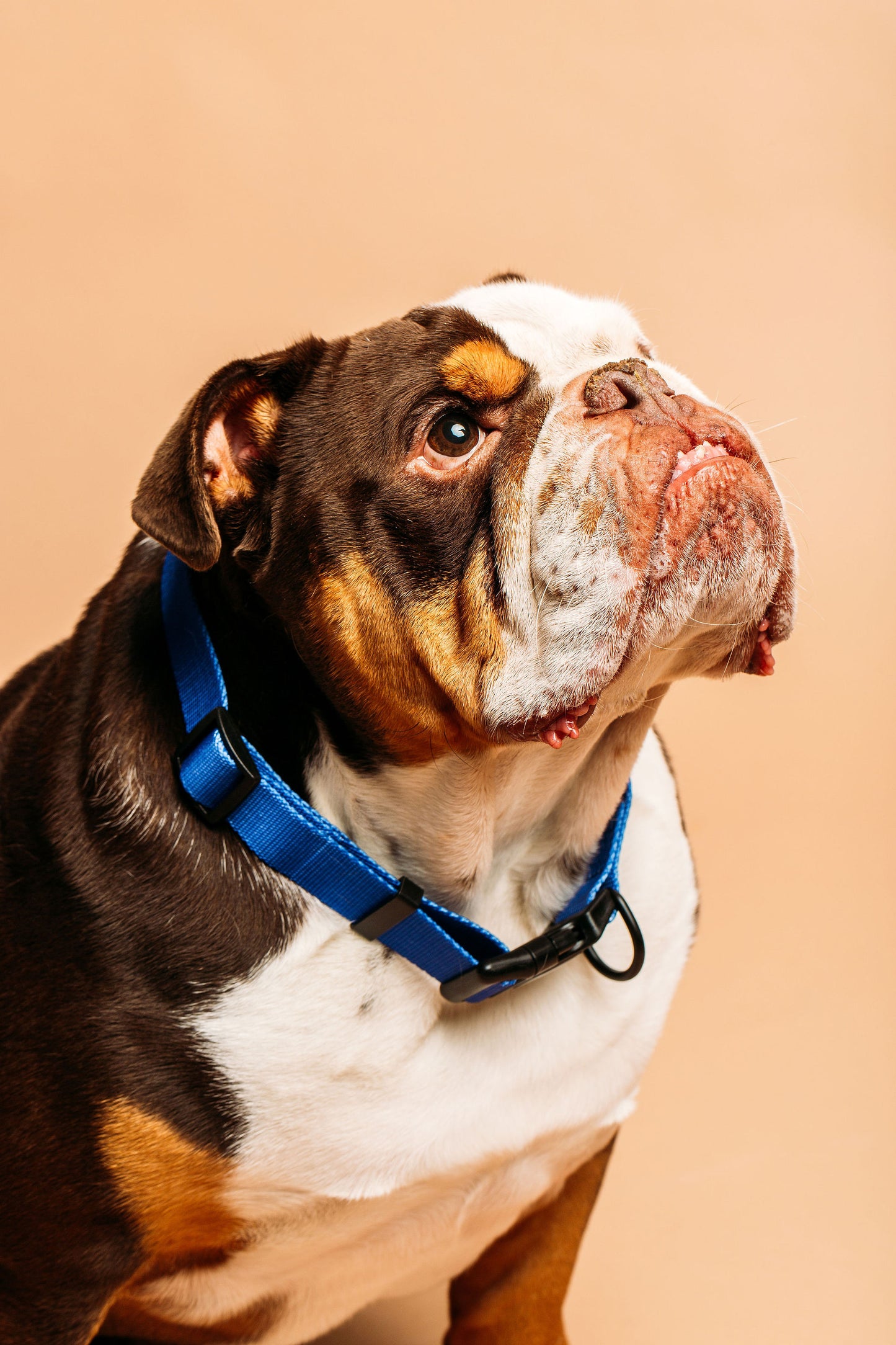 Cobalt Collar