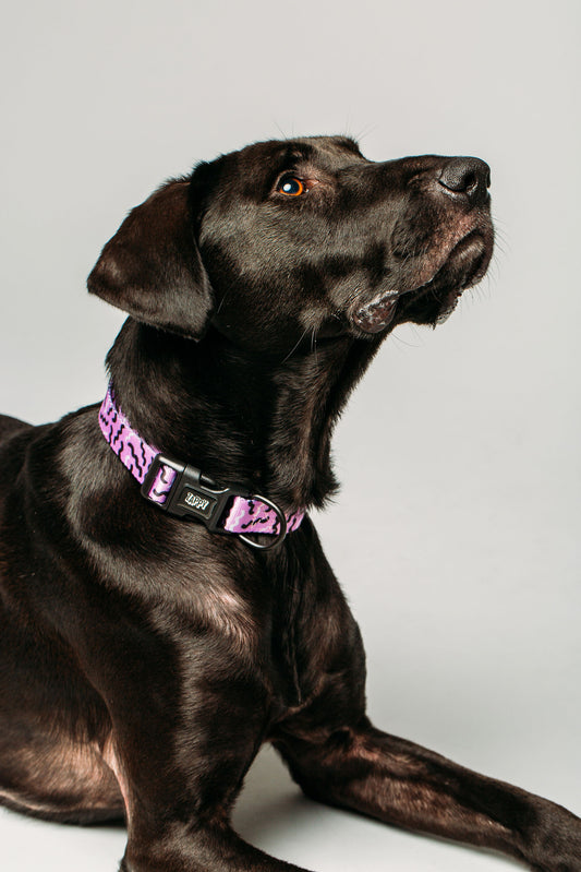 Lilac Squiggle Collar