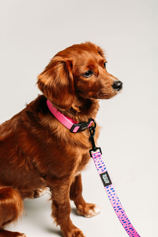 Taffy Freckle Leash