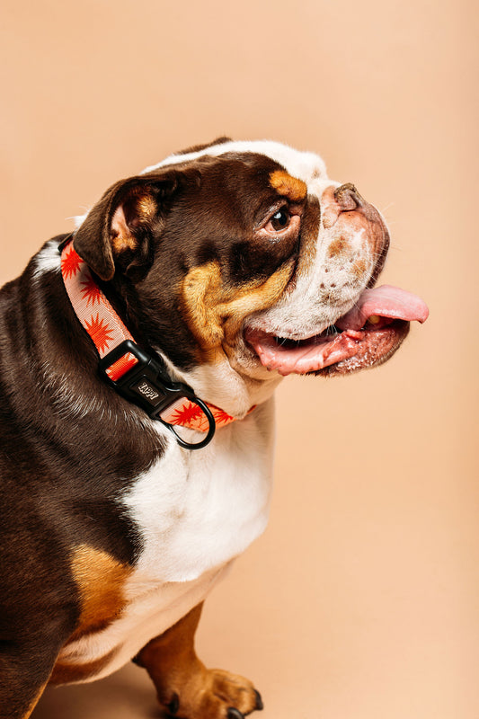 Peaches Cosmic Collar