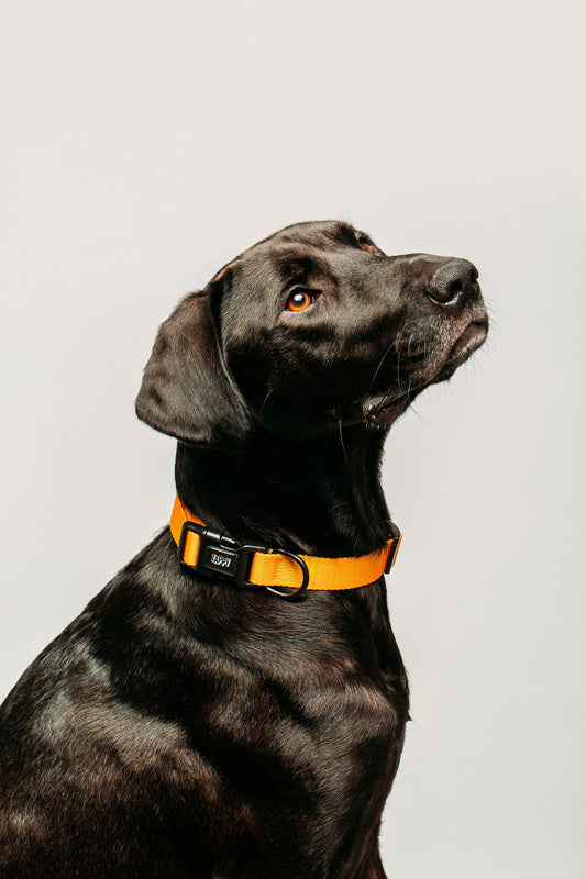 Mustard Collar