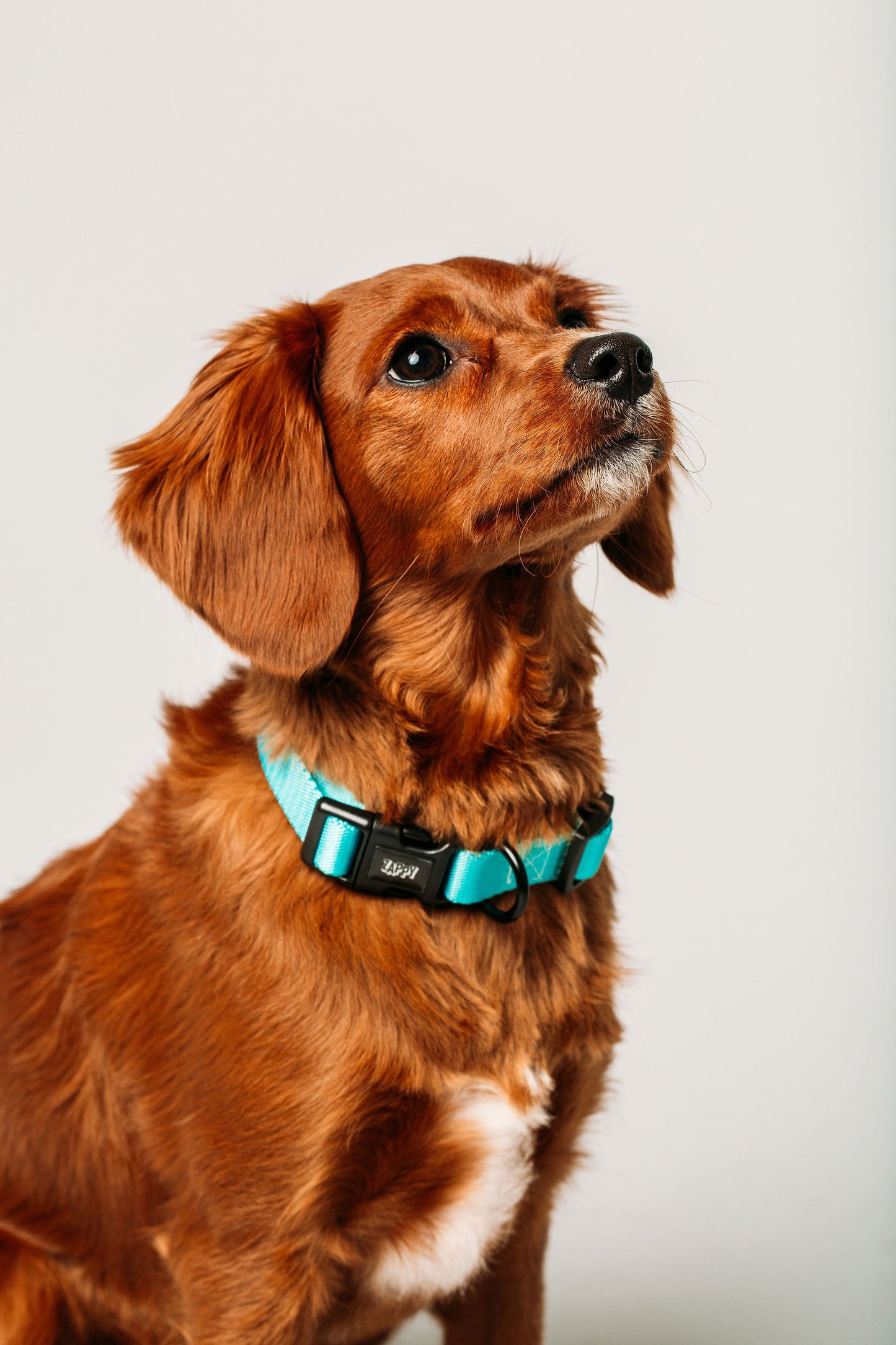 Surf Collar