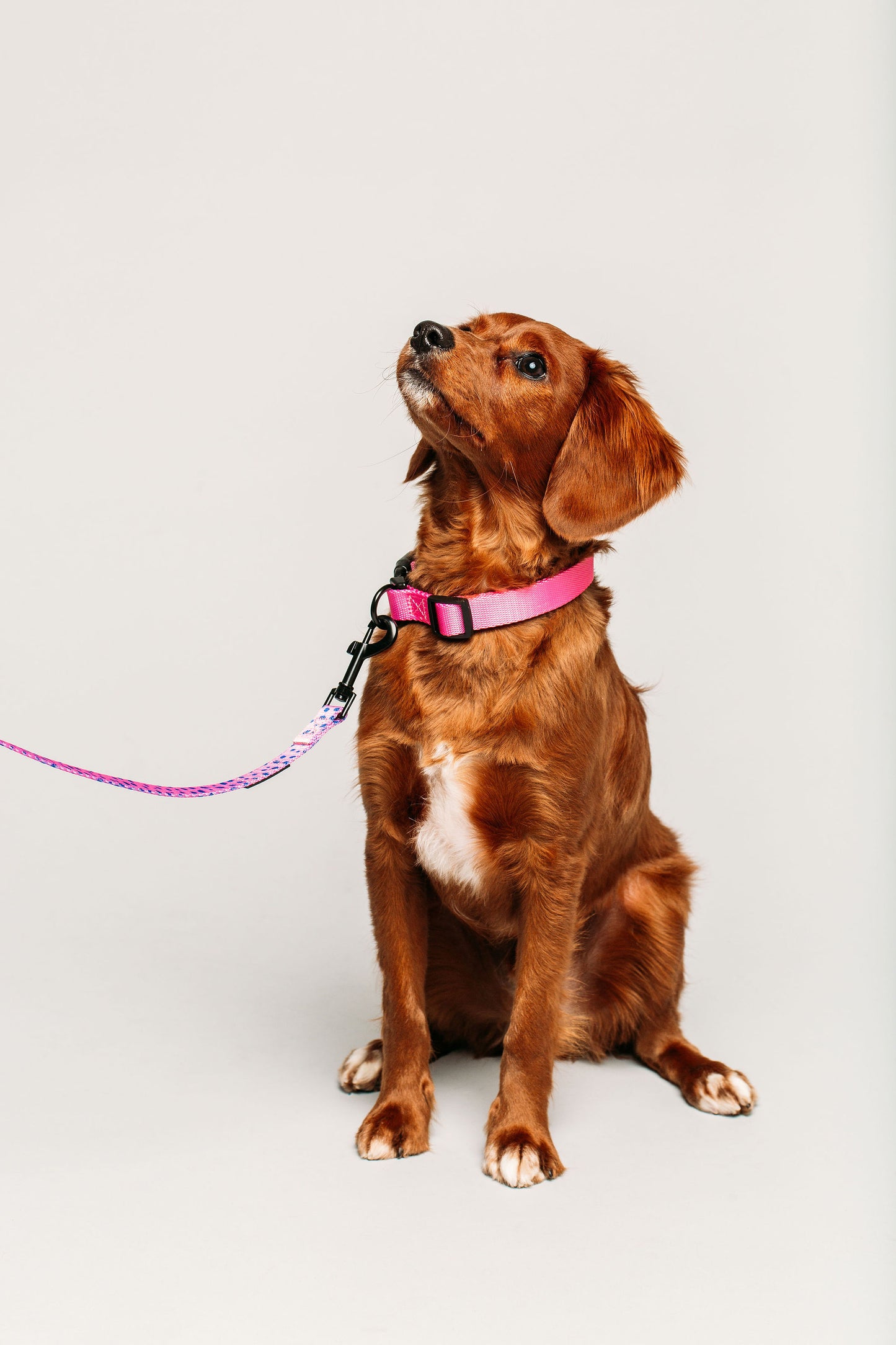 Taffy Collar