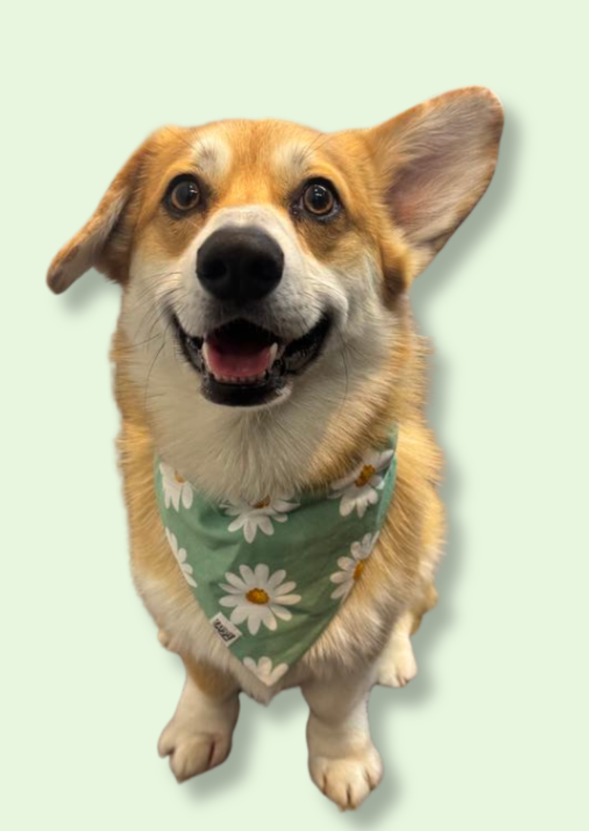 Over The Collar Bandanas