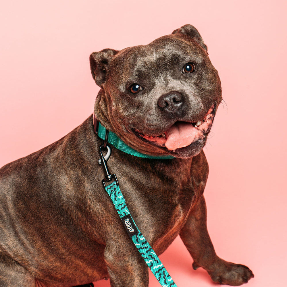 Patterned Leash